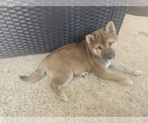 Shiba Inu Puppy for sale in WELLINGTON, FL, USA