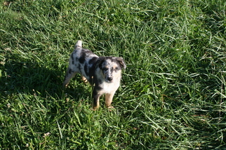 Australian Shepherd Puppy for sale in ALBION, IN, USA