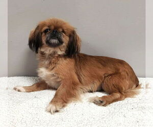 Pekingese Dogs for adoption in St. Louis Park, MN, USA