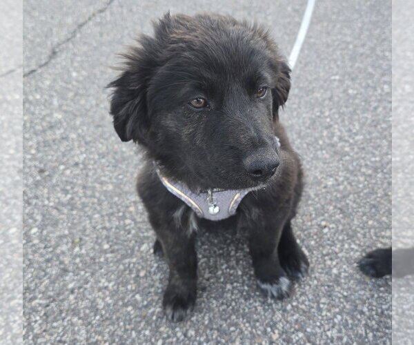 Medium Photo #3 Great Pyrenees-Unknown Mix Puppy For Sale in Brooklyn Center, MN, USA