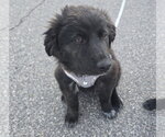 Small #2 Great Pyrenees Mix