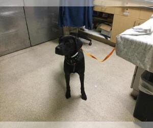 Labrador Retriever-Unknown Mix Dogs for adoption in Riverside, CA, USA