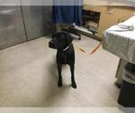 Small Labrador Retriever Mix