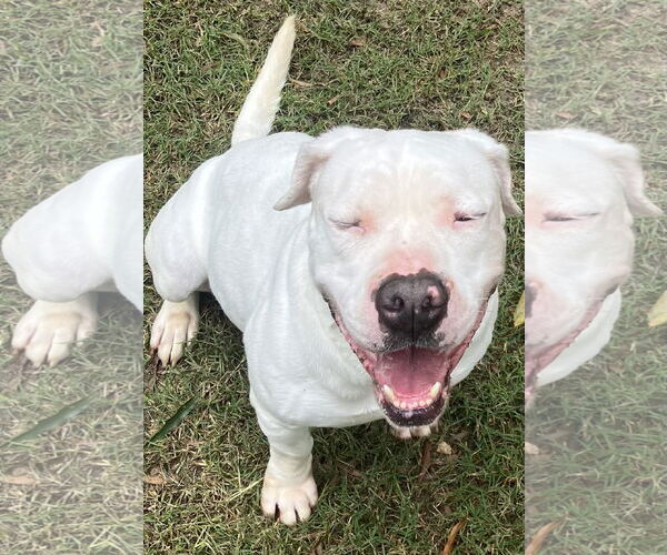 Medium Photo #3 American Bulldog Puppy For Sale in Lexington, SC, USA