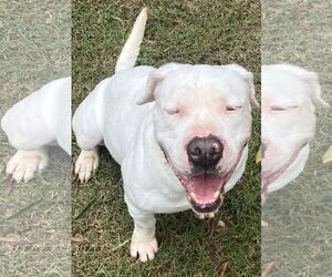 Tybee - Male American Bulldog Dog for Adoption - Photo #3