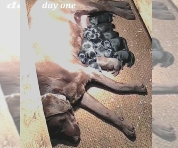 Medium Photo #3 Labrador Retriever Puppy For Sale in ORANGE, MA, USA