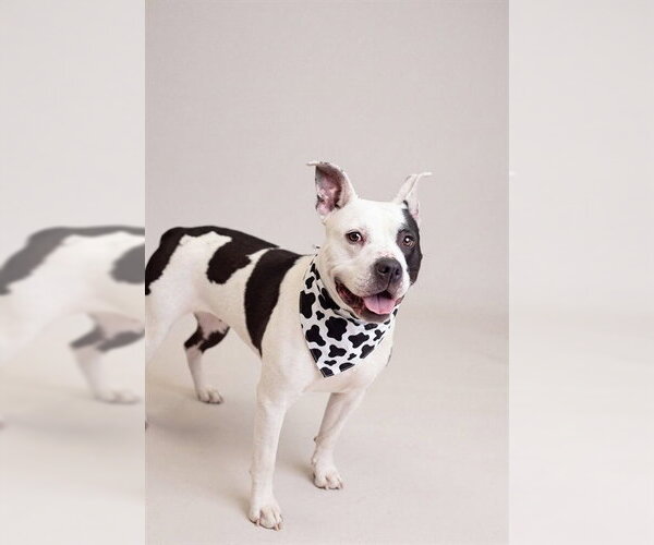 Medium Photo #2 American Pit Bull Terrier-Unknown Mix Puppy For Sale in Belleville, IL, USA