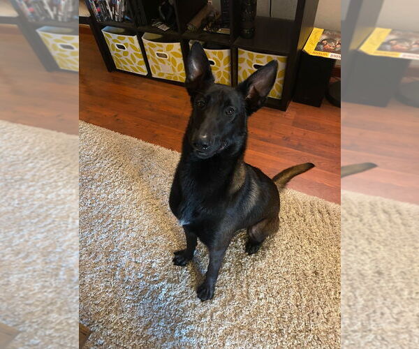 Medium Photo #4 Mutt Puppy For Sale in Imlay City, MI, USA