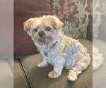 Small Mutt