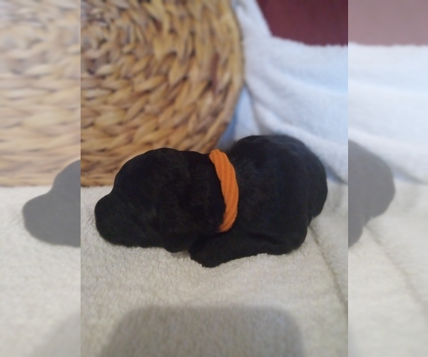 Medium Photo #2 Labradoodle Puppy For Sale in REA VALLEY, AR, USA