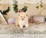 Small Photo #10 Pom-A-Poo Puppy For Sale in WARSAW, IN, USA
