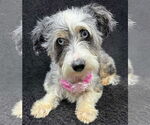 Small #1 Australian Shepherd Mix