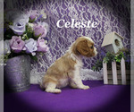 Small #10 Cavalier King Charles Spaniel