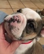 Small Photo #5 Bulldog Puppy For Sale in PLANO, TX, USA