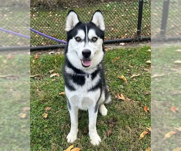 Medium Photo #1 Siberian Husky Puppy For Sale in Severn, MD, USA