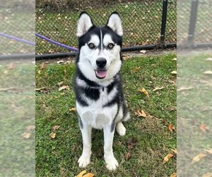 Nick - Male Siberian Husky Dog for Adoption