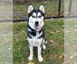 Nick - Male Siberian Husky Dog for Adoption - Small photo