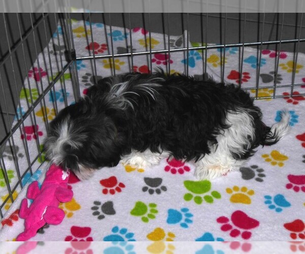 Medium Photo #14 Mal-Shi Puppy For Sale in ORO VALLEY, AZ, USA