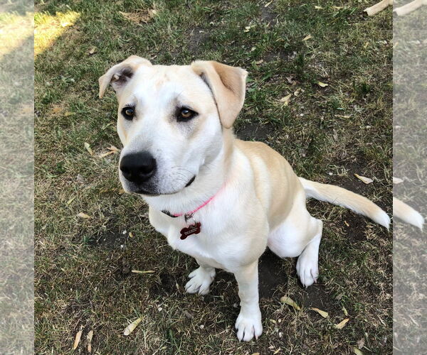 Medium Photo #1 Labrador Retriever-Unknown Mix Puppy For Sale in Farmington, MN, USA