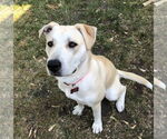 Small Labrador Retriever Mix