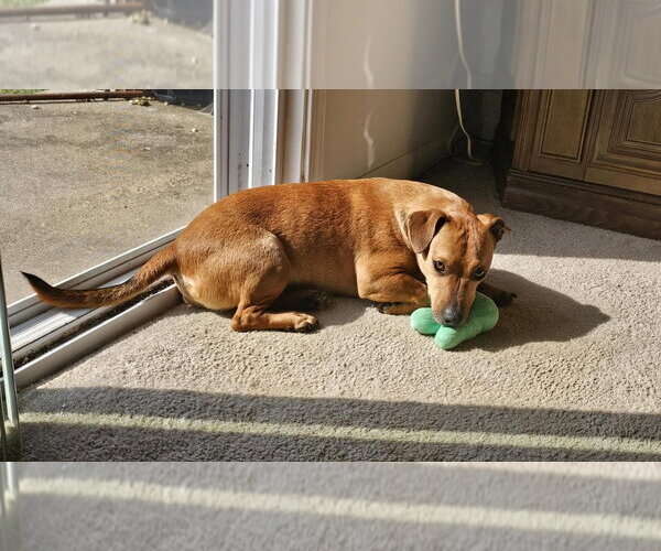 Medium Photo #2 Jack Russell Terrier-Unknown Mix Puppy For Sale in Springdale, PA, USA