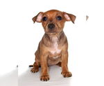 Small #1 Chiweenie