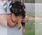 Small Photo #3 German Shepherd Dog Puppy For Sale in PLYMOUTH, NH, USA