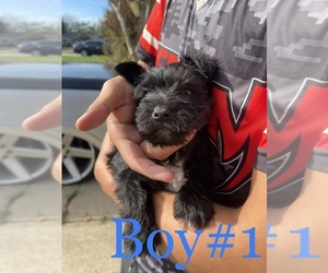 Schnauzer (Miniature) Puppy for Sale in BURLESON, Texas USA