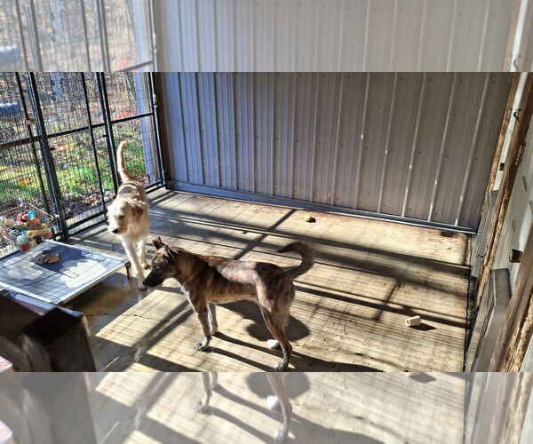 Medium Photo #7 - Mix Puppy For Sale in Sebec, ME, USA