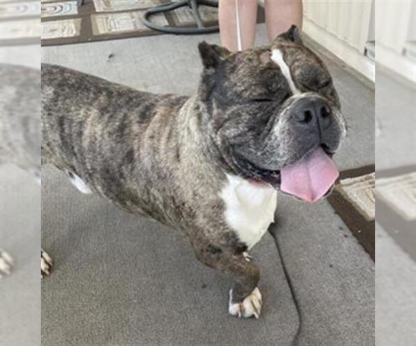 Medium Photo #1 Bulldog-Unknown Mix Puppy For Sale in Redlands, CA, USA
