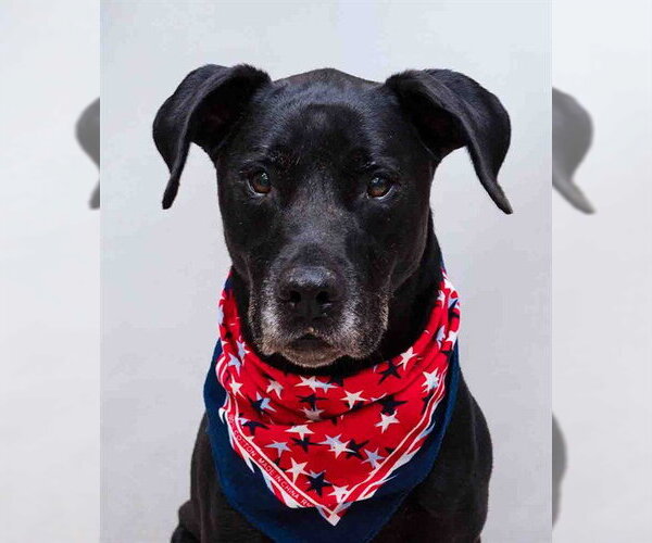 Medium Photo #1 Great Dane-Labrador Retriever Mix Puppy For Sale in Sanford, FL, USA
