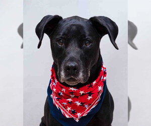 Great Dane-Labrador Retriever Mix Dogs for adoption in Sanford, FL, USA