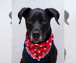 Small Great Dane-Labrador Retriever Mix
