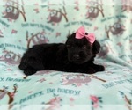 Small #3 Aussiedoodle Miniature 