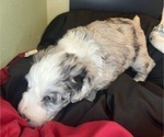 Small #15 Sheepadoodle