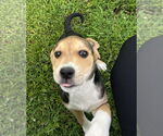 Small #1 Huskies -Labrador Retriever Mix