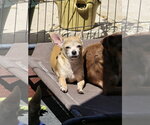 Small #10 Chihuahua