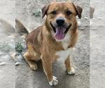 Small #1 Labrador Retriever Mix