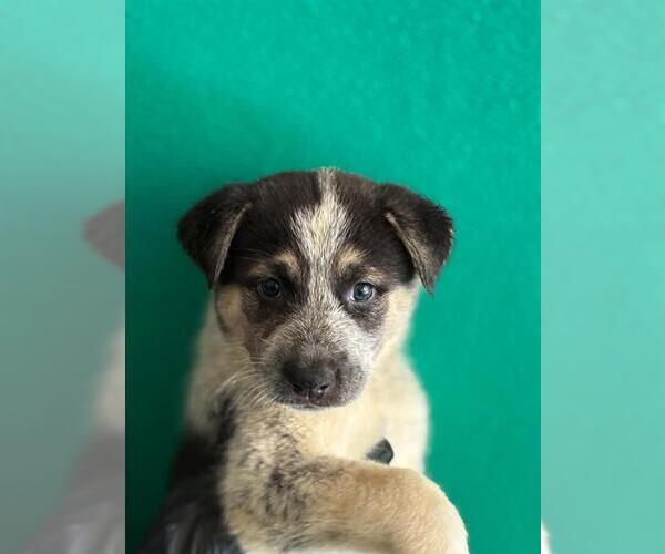 Medium Photo #1 Border Collie-Unknown Mix Puppy For Sale in Visalia, CA, USA