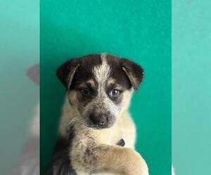 Border Collie-Unknown Mix Dogs for adoption in Visalia, CA, USA