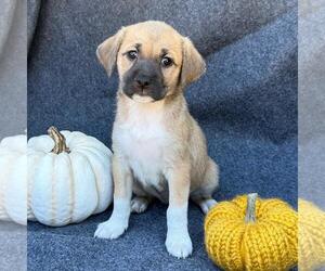 Colonial Cocker Spaniel-Unknown Mix Dogs for adoption in San Diego, CA, USA