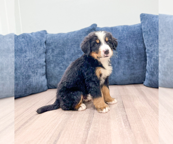 Medium Photo #3 Bernese Mountain Dog Puppy For Sale in DUNDEE, OH, USA