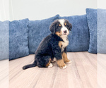 Small #2 Bernese Mountain Dog
