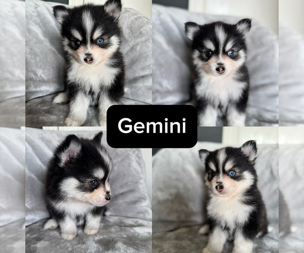Medium Photo #4 Pomsky Puppy For Sale in HOMELAND, CA, USA