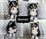 Small #3 Pomsky