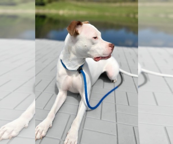 Medium Photo #4 American Pit Bull Terrier-Unknown Mix Puppy For Sale in Germantown, OH, USA