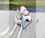 Small #3 American Pit Bull Terrier Mix