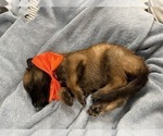 Small Photo #120 Belgian Malinois Puppy For Sale in REESEVILLE, WI, USA
