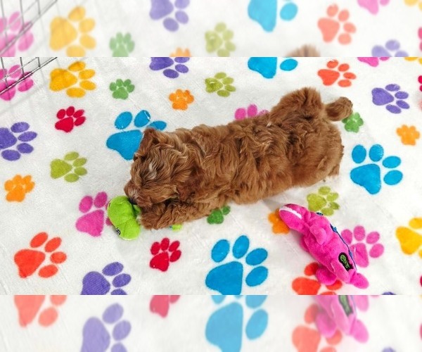 Medium Photo #8 Cavapoo (Miniature)-Poodle (Toy) Mix Puppy For Sale in ORO VALLEY, AZ, USA