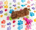 Small #7 Cavapoo (Miniature)-Poodle (Toy) Mix